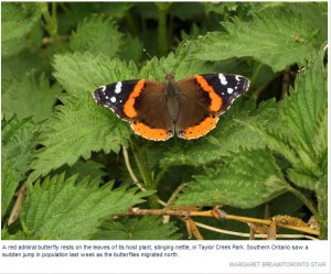 6 Tips For a Butterfly Friendly Garden