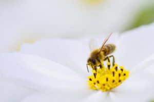 What’s All The Buzz About Bees?