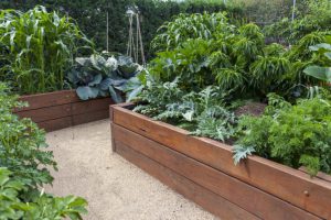 Grow a Beautiful Kitchen Garden in Your Backyard